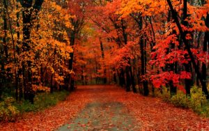 a-forest-road-with-bright-autumn-leaves